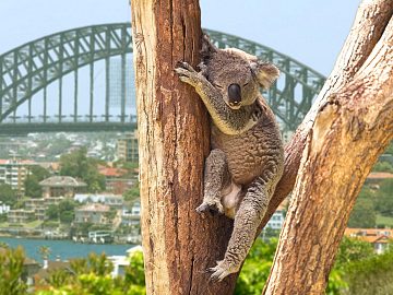 Zdjęcie kierunku: Sydney